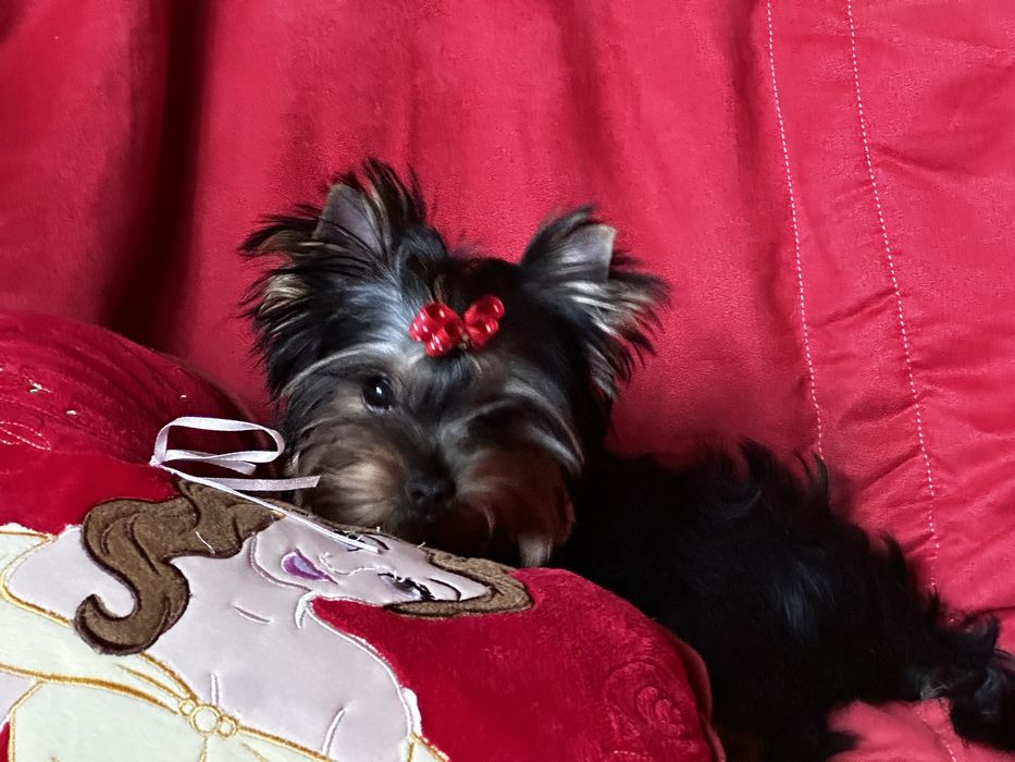 Шикарная девочка йорк КСУ