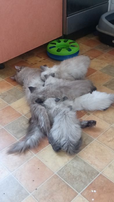 Невська маскарадна 2 міс