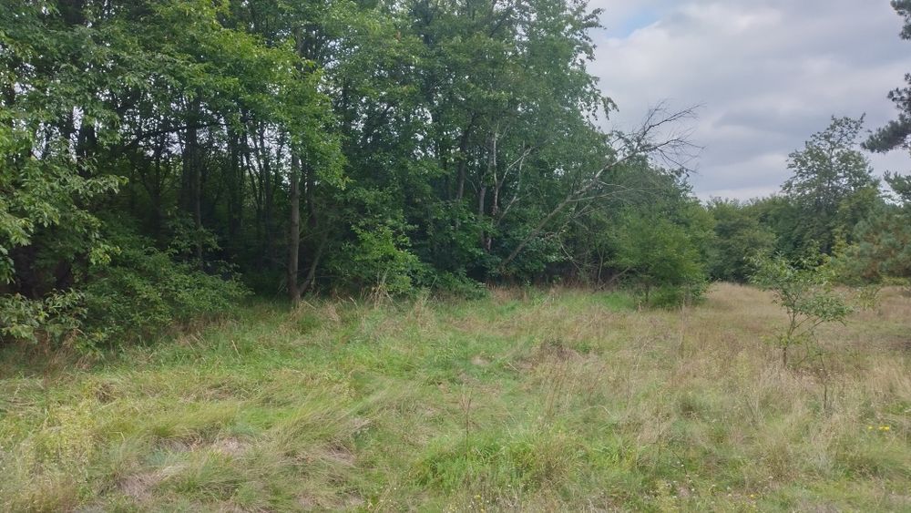 wycinka drzew usługi rębakiem usuwanie korzeni gałęzi frezowanie pni