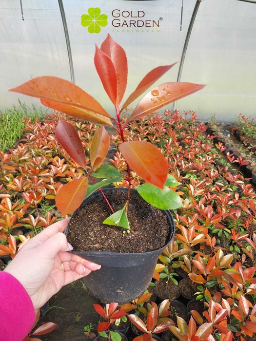 Photínias a Bom Preço!