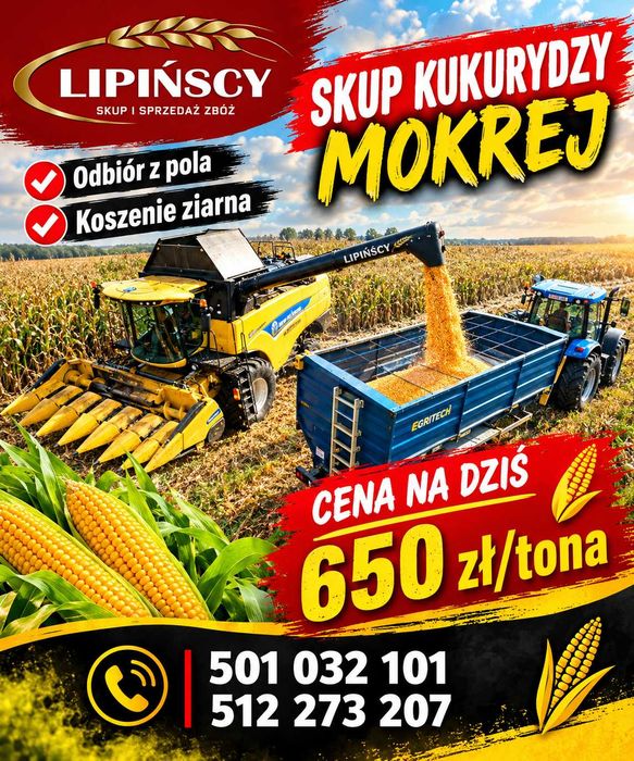 SKUP I SPRZEDAŻ zboż, rzepaku i kukurydzy LIPIŃSCY