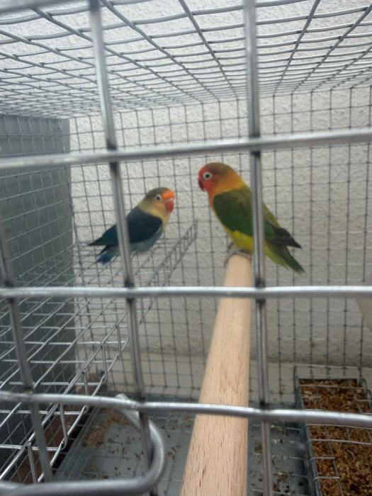 Casal agapornis fischeri 2023