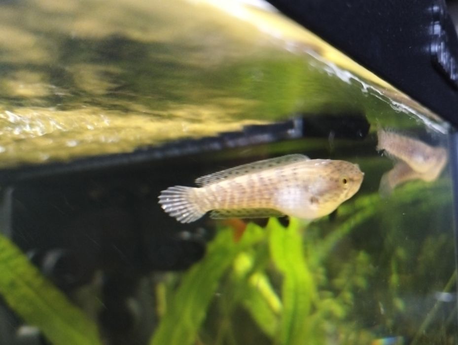 Channa Limbata Wężogłów