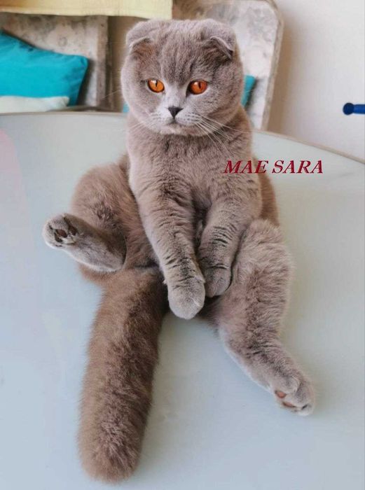 Lindo macho Fold lilac