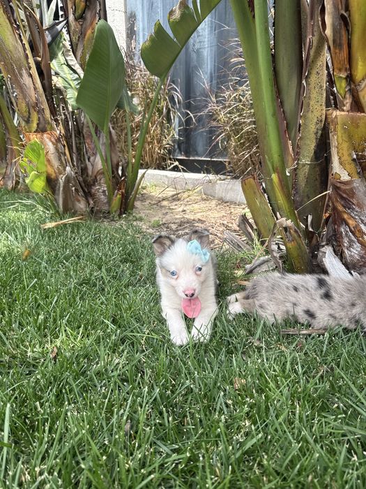 Border Collie Merle Femêa Fofinha