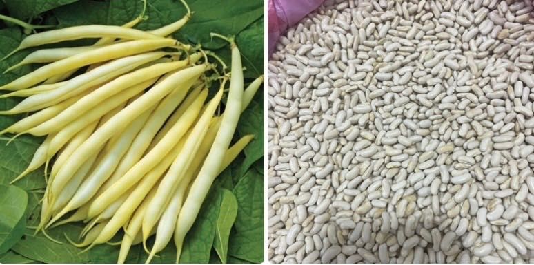 Насіння спаржевої квасолі кущова,різні сорти жовті,зелені стручки