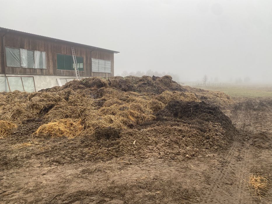 Obornik koński sprzedam/zamienie