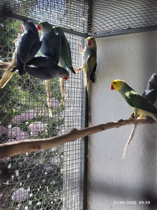 Ring Necks Várias Mutações