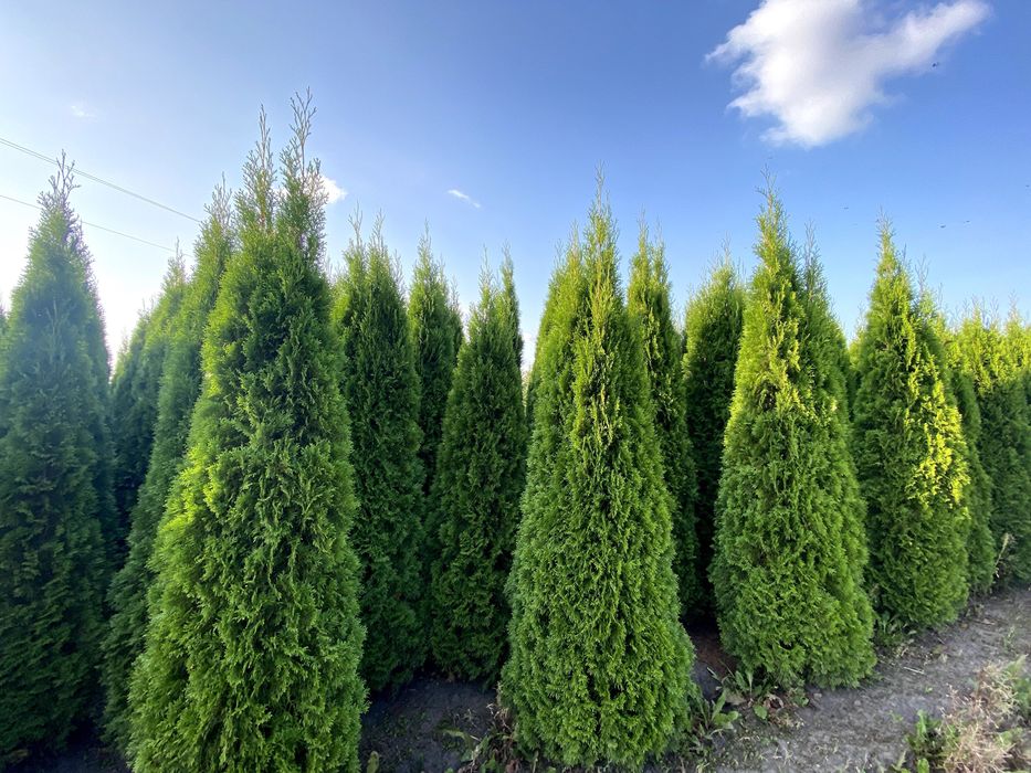 Thuja tuja Smaragd 300-350 cm i inne Żywopłot Transport
