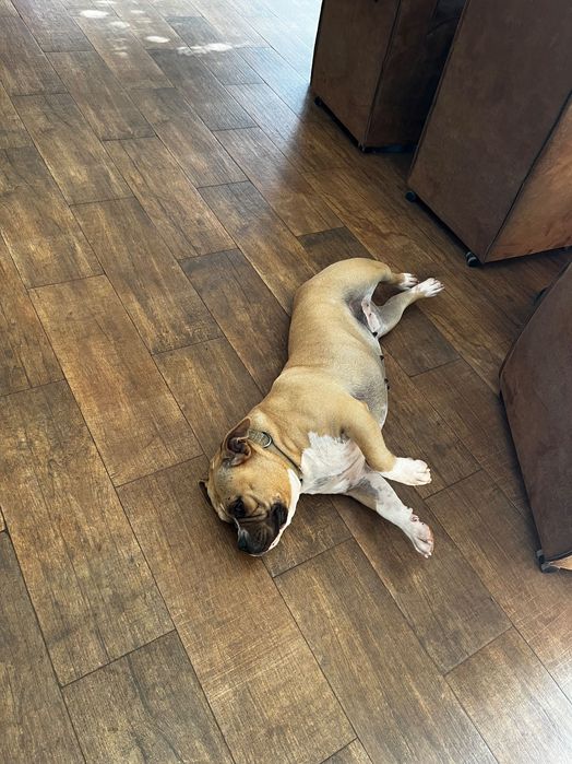 American bully pocket