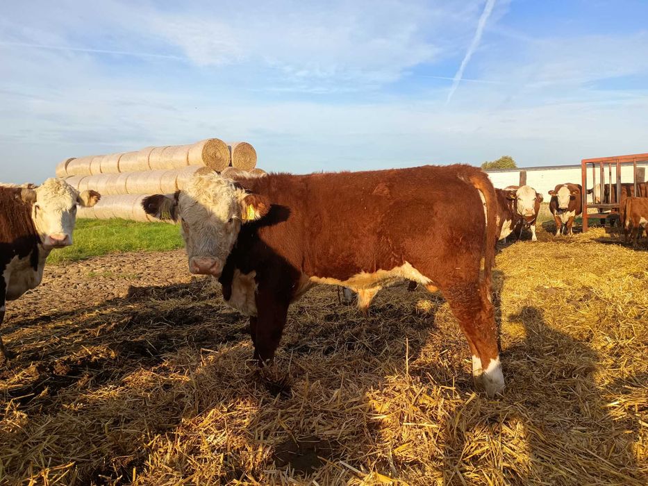 Odsadek mięsny byczek hereford