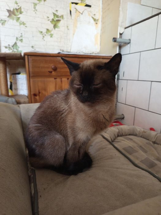 Kotka w typie syjama poleca się do adopcji