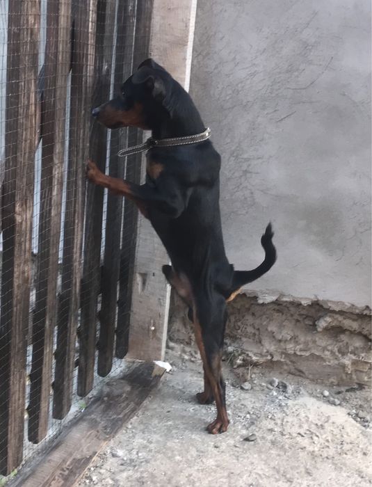 В'язка цвергпінчера