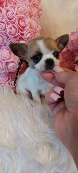 ZAREZERWOWANA !!! MINI dziewczynka Chihuahua