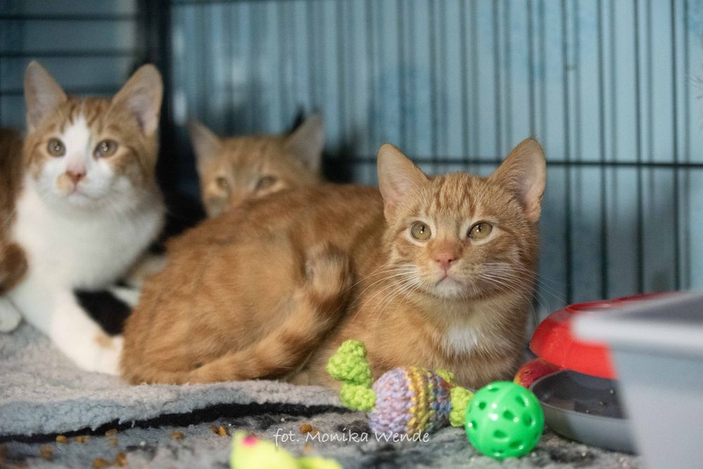 Piękny młodziutki LUZIK szuka domu