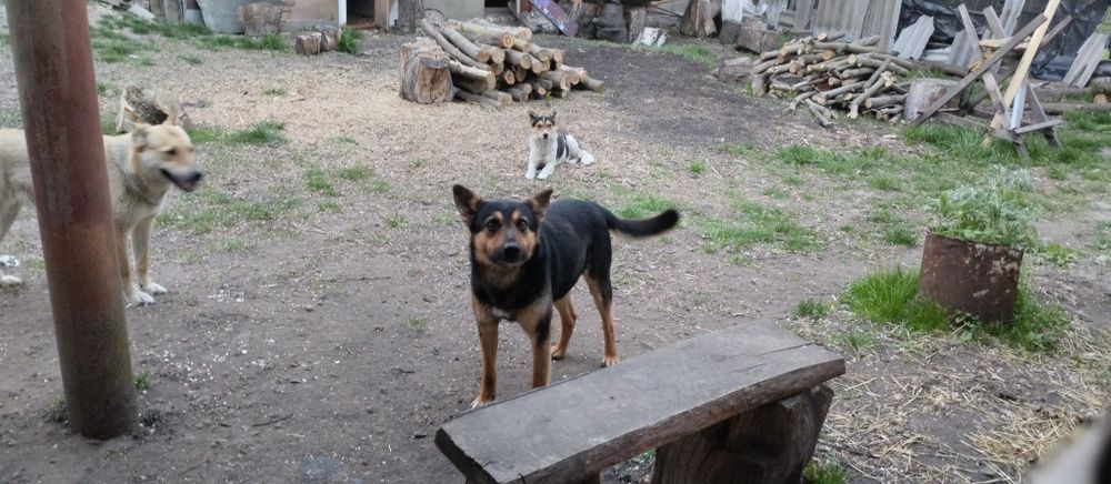 Прошу допомоги їжею