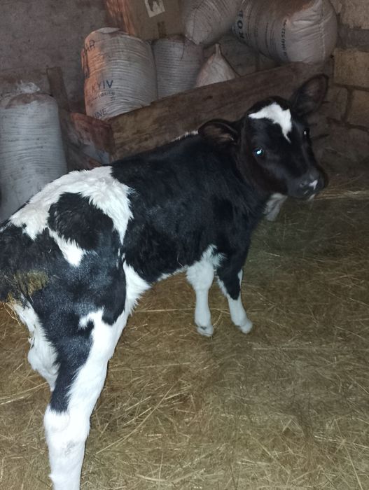 Продам теличку..