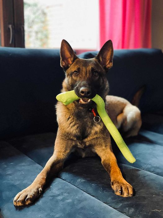 Owczarek bejgijski do świadomej adopcji!