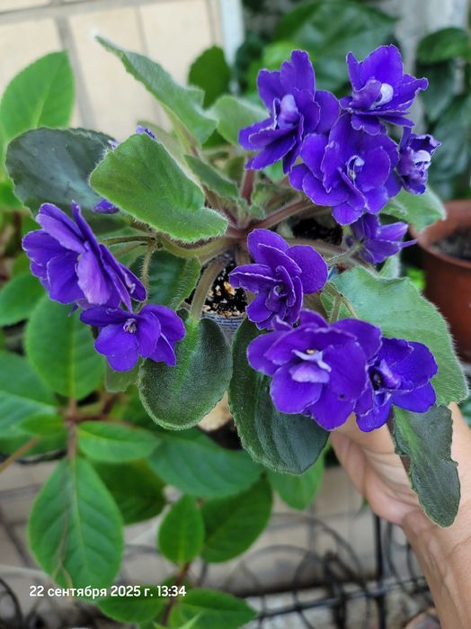 Фиалки мини трейлеры