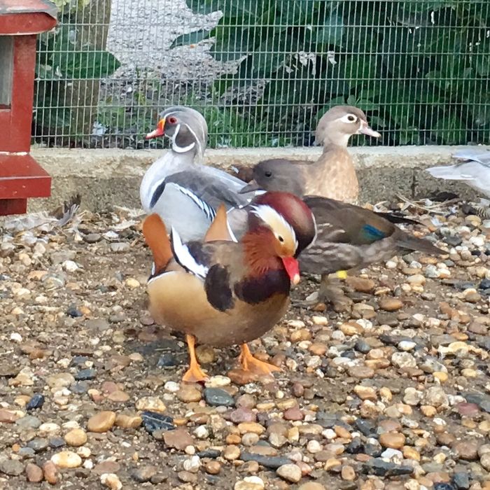 Patos mandarim e carolinos de varias cores