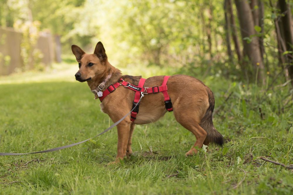 ANIDA - młoda ruda sunia