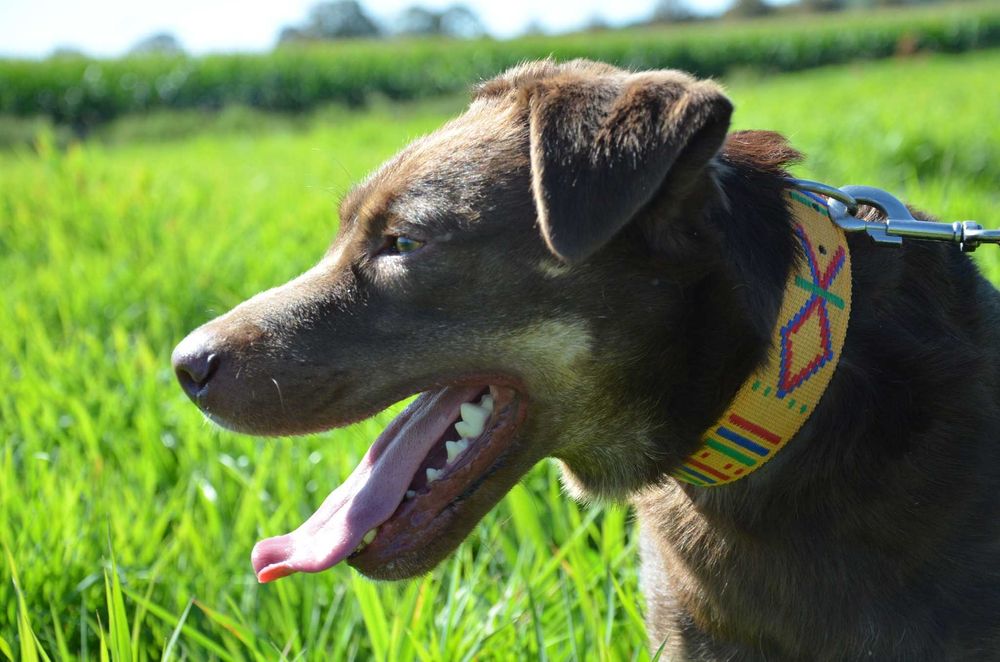 Burbon - słodziak-wiercipięta szuka domu