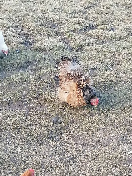 Kochin karzełek miniaturowy para