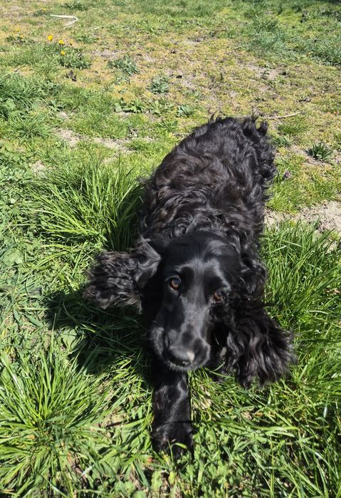 Suczka w typie spaniela