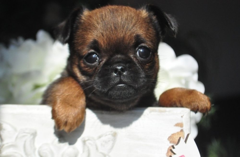 Грифон.Гриффон.Гріфон.Griffon.Брабансон.