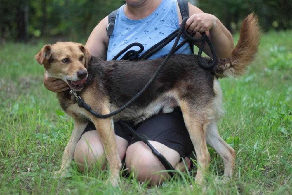 kochany, przyjazny, łagodny pies marzy o domu