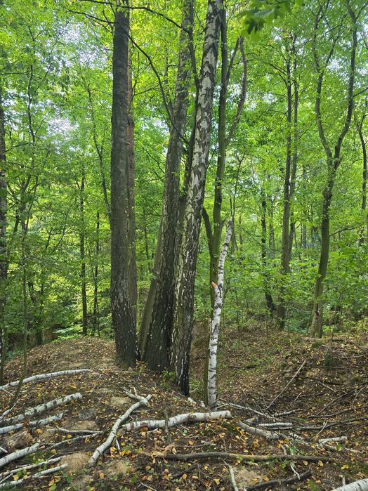 Działka zagrodowa - rolna z lasem 13km od Kazimierza Dolnego