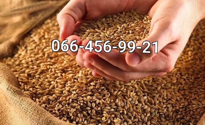 Продам пшеницю ячмінь (є доставка)