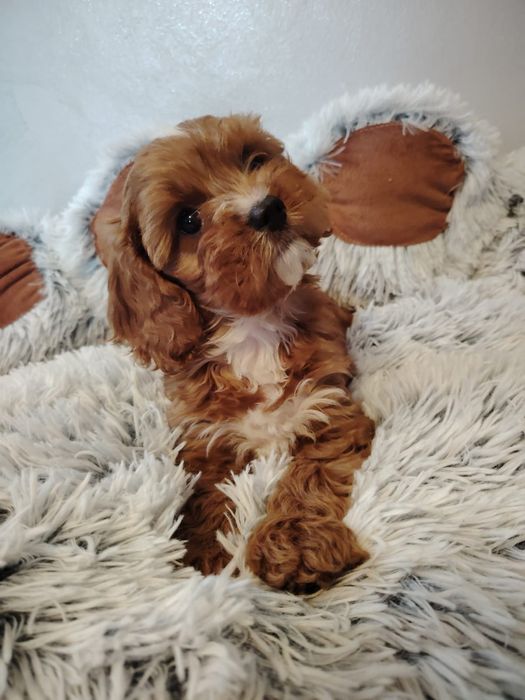 Cavalier-pudel-cavapoo