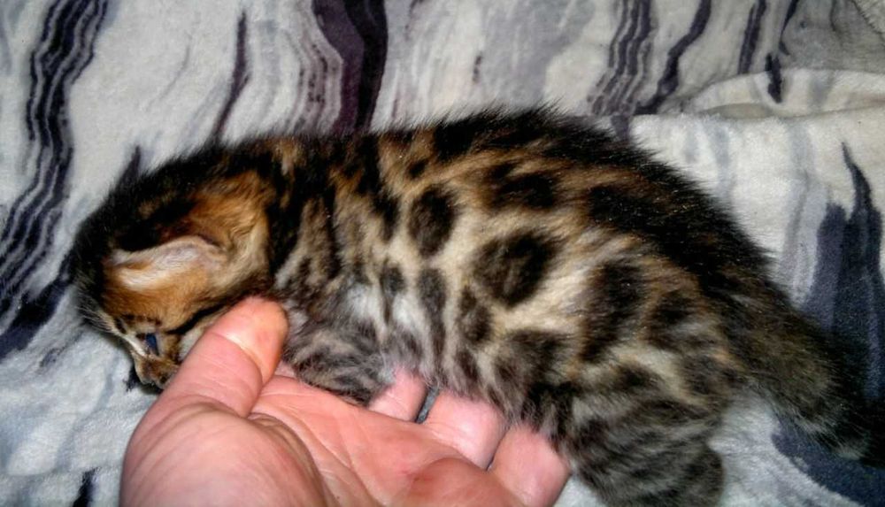 Чудовий бенгальський хлопчик чистої бенгальської крові BENn24