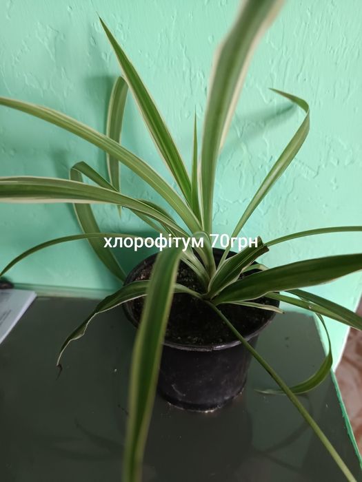 Продам кімнатні рослини