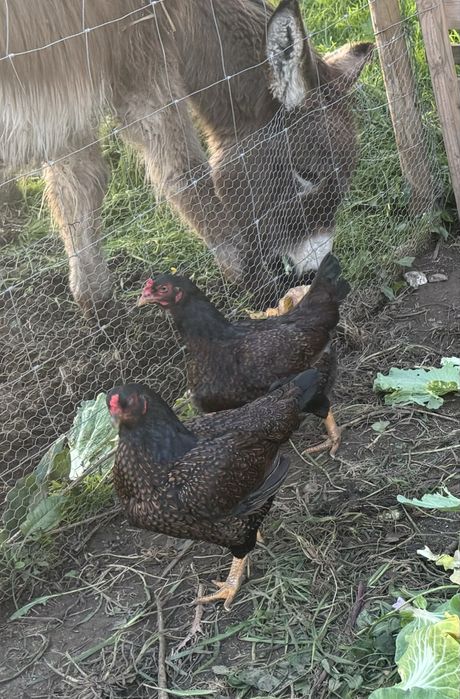 OVOS Cornish jubileu e perdiz