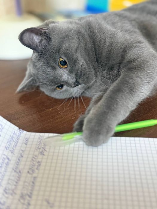 Кішка безкоштовно