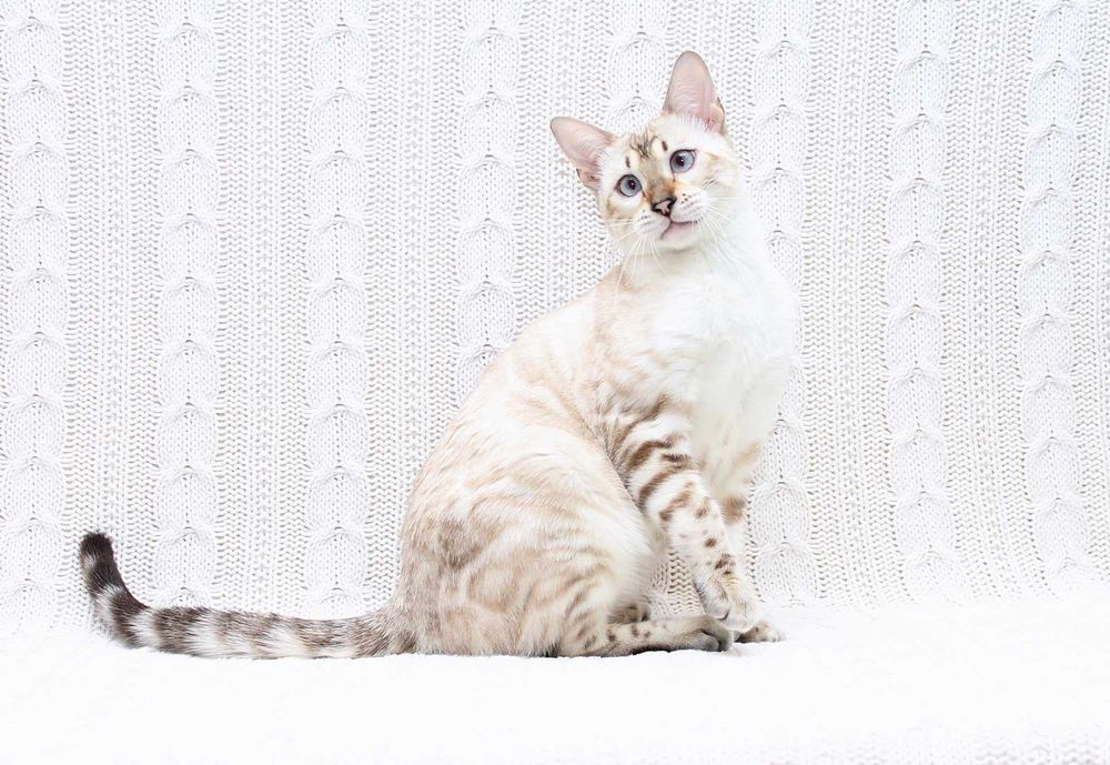 кошечка бенгальской породы n 24 33 Seal Lynx spotted tabby