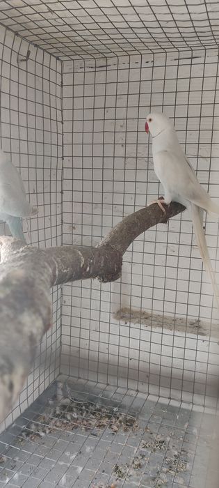 Casal de ringneck