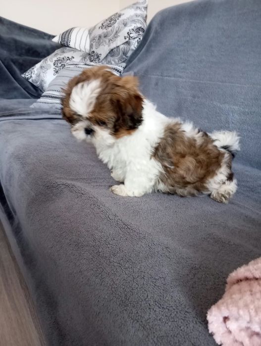 Piesek shih tzu szczeniak