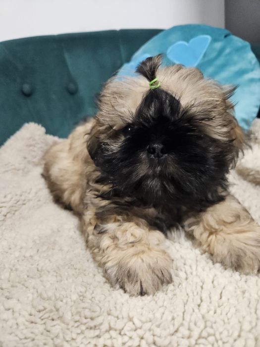 Shih Tzu Zkwp FCI chłopiec złoty z czarną maską Piekny