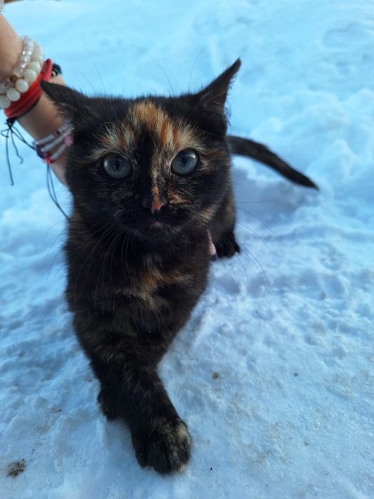 Oddam koty w dobre ręce