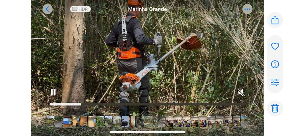 Limpeza de pinhais, eucaliptais, terrenos, jardins, poda…