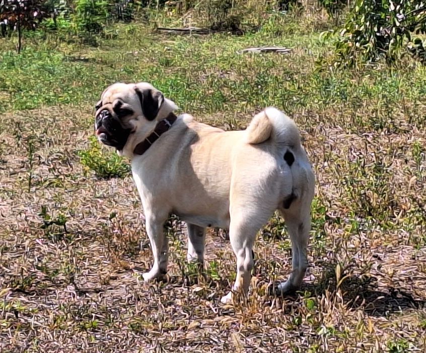 Щенки мопса. В Днепре 2 месяца