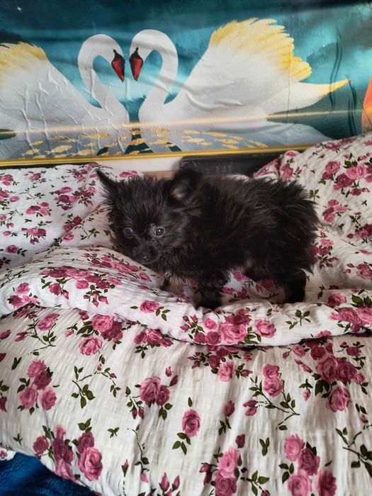 Śliczna malutka sunia pomeranian.