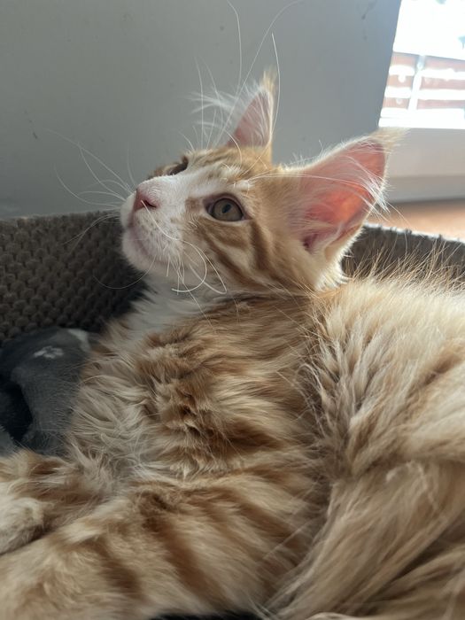 Kocięta  Maine Coon