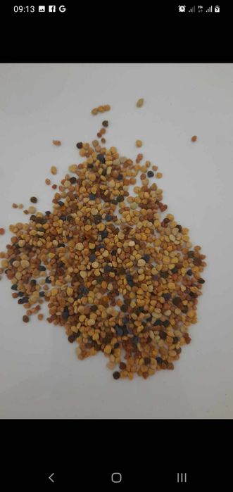 Pyłek Wielokwiatowy pszczeli