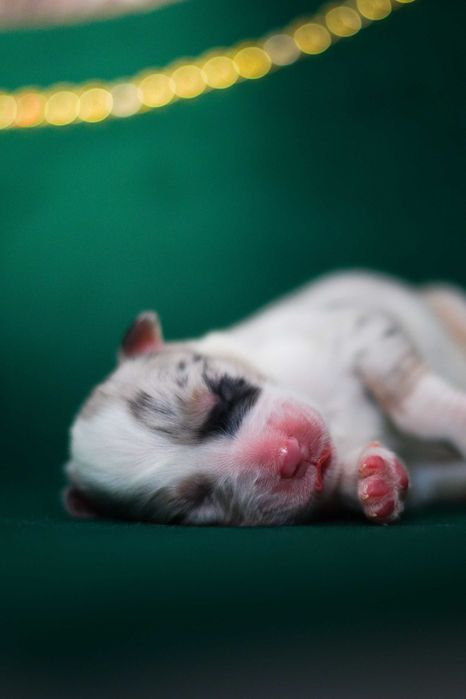 Owczarek australijski (typ amerykański) suczka Blue merle