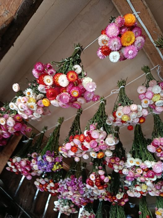 Suszone kwiaty kocanki bukiety