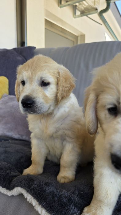 Golden Retriever Macho